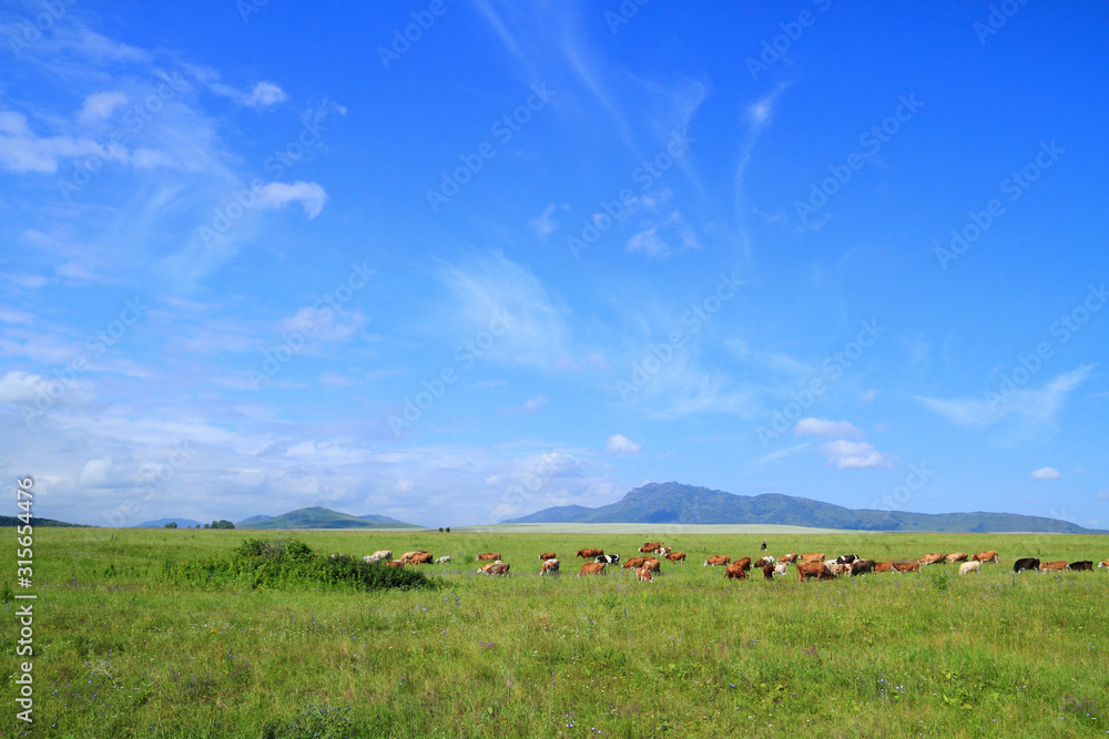 Fototapeta premium Livestock in a meadow near the Northern point of the Seminsky ridge of Altai Babyrgan peak