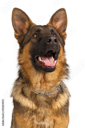 Portrait of a german shepherd dog isolated on white background