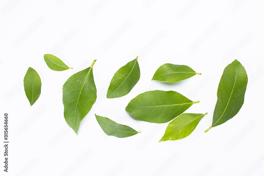 branch with green leaves isolated on white branch with green leaves isolated on white