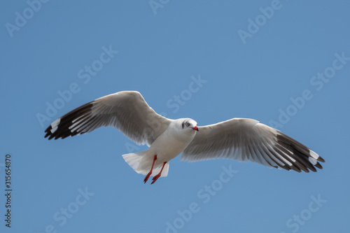 Seagull flying on the sea in Thailand