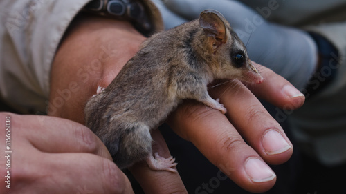 Capture and manipulation of a marsupial Thylamys elegans. Capture and sighting of wildlife in the Quebrada de la Plata Nature Sanctuary, ecological reserve in Chile South America.