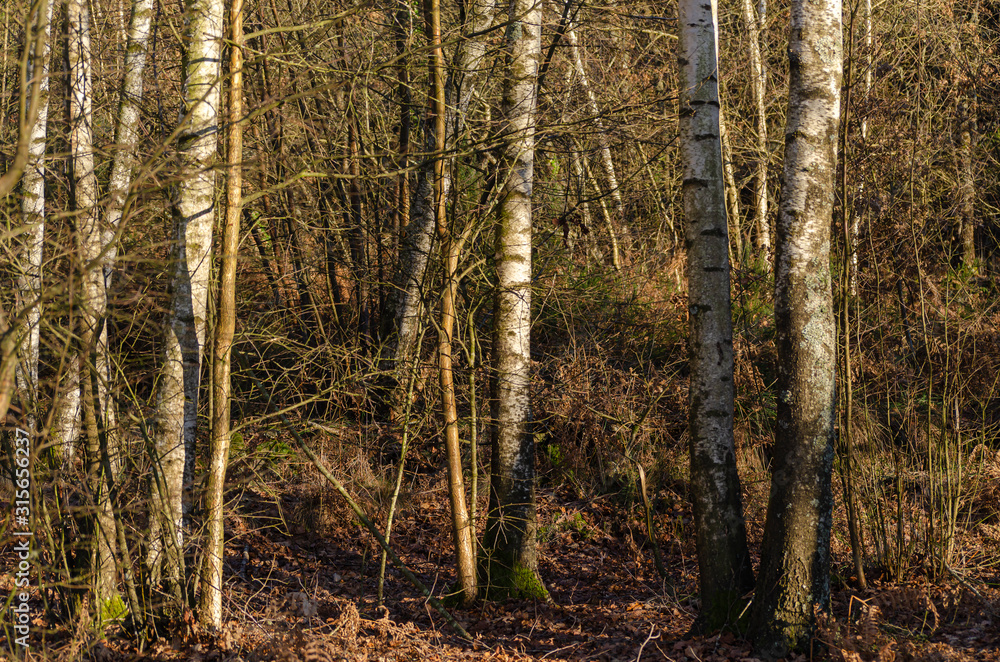 Fototapeta premium Birch forest in winter, Galicia. Spain.