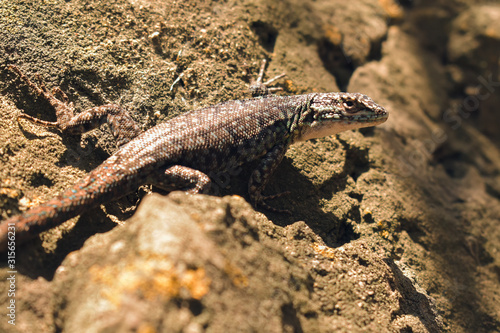 Lizard  or  lagartija esbelta    Liolaemus tenuis being measured. Capture and sighting of wildlife in the Quebrada de la Plata Nature Sanctuary  ecological reserve in Chile South America.