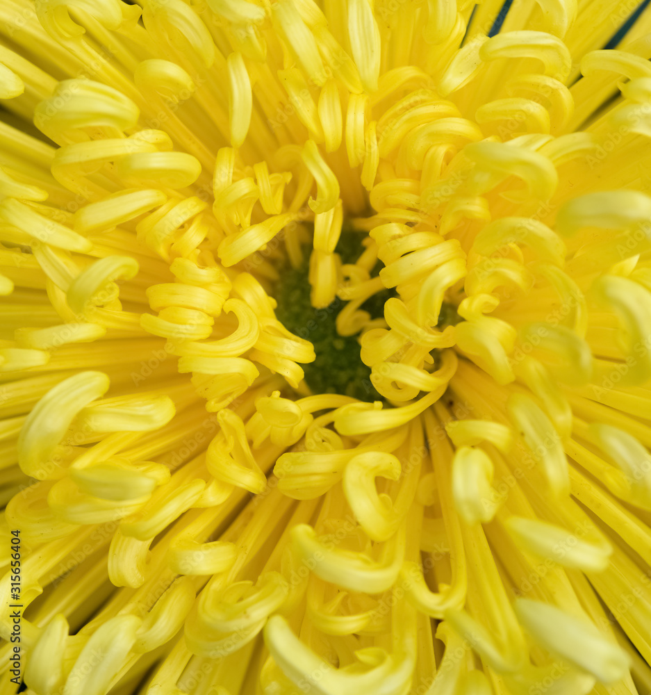 close up on the central of a yellow chrysanthemum flower close up on the central of a yellow chrysanthemum flower