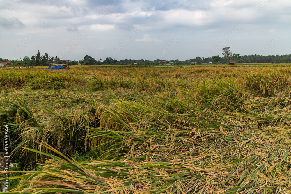 Fototapeta premium rice fields