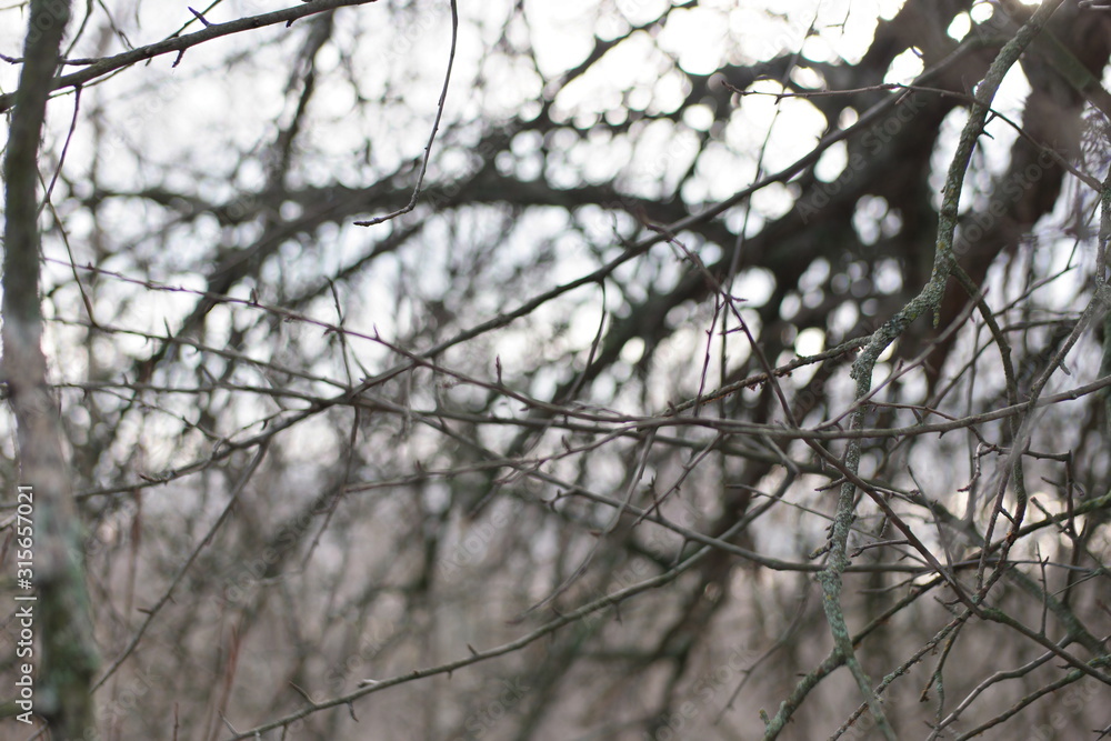 Sunlight through the branches of a winter pear garden Sunlight through the branches of a winter pear garden