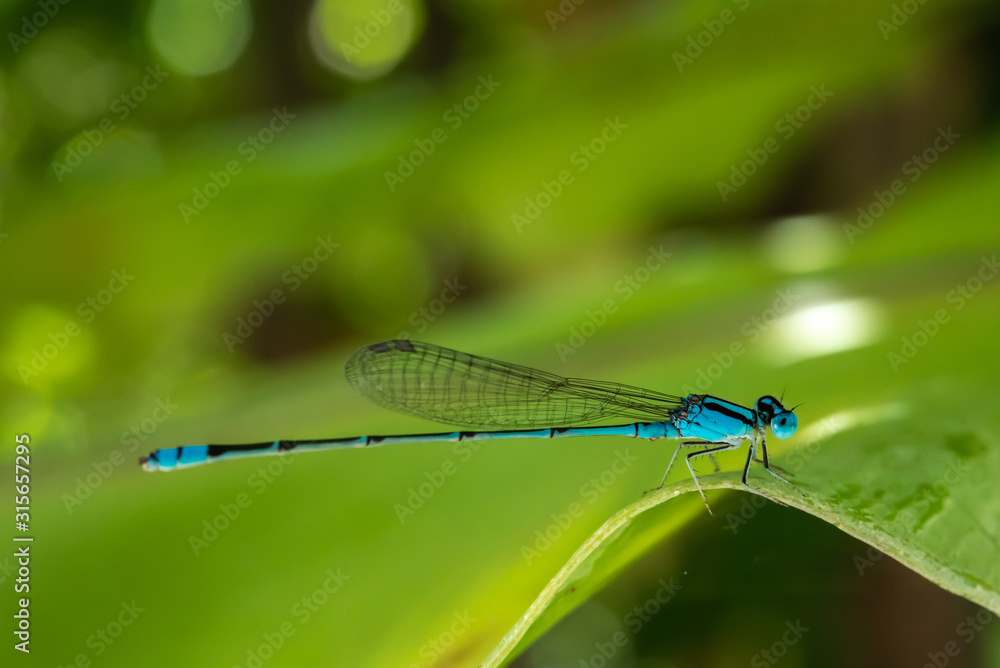 Close up of blue dragonfly on leaf. Close up of blue dragonfly on leaf.