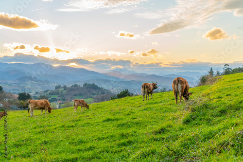 Brown cows graze and eat fresh grass on a hillside against a background of colorful sunset and orange clouds against a blue sky in a mountainous area. Farm in an area with good ecology © Pavel Iarunichev
