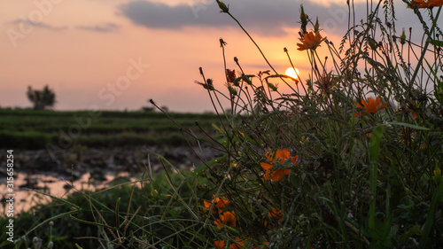 Evening flowers