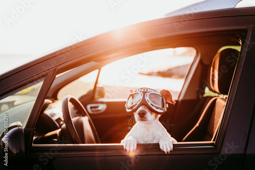 cute dog traveling in a car wearing vintage goggles at sunset photo
