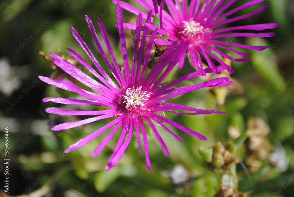Fleur Fleur