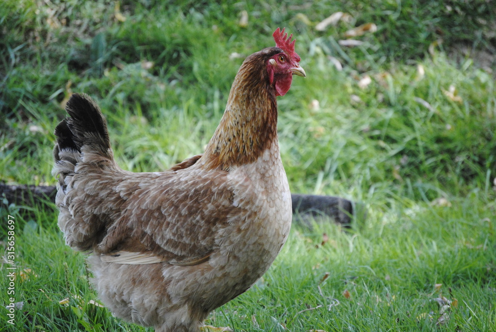 Fototapeta premium Poule