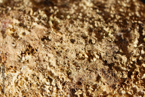 Pinna nobilis, noble pen shell textured abstract background, macro photography, closeup