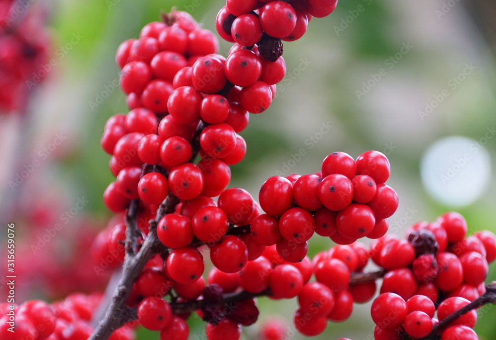 Red Winterberry Holly 'Maryland Beauty' Red Winterberry Holly 'Maryland Beauty'