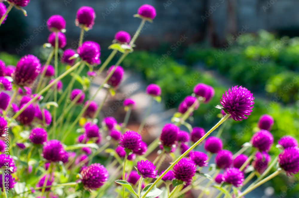 Fototapeta premium Globe amaranth or Gomphrena globosa in garden
