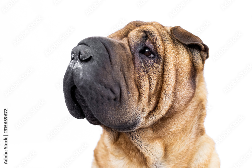 Portrait of a sharpei with a white background