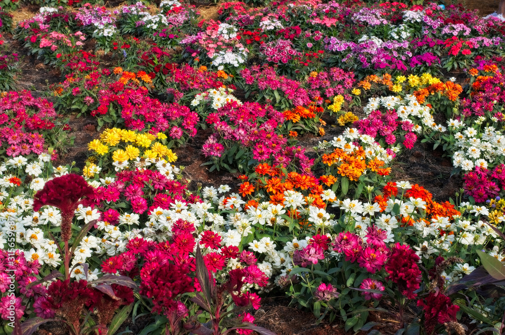Natural beautyful and colorful chrysanthemums (mums) garden
