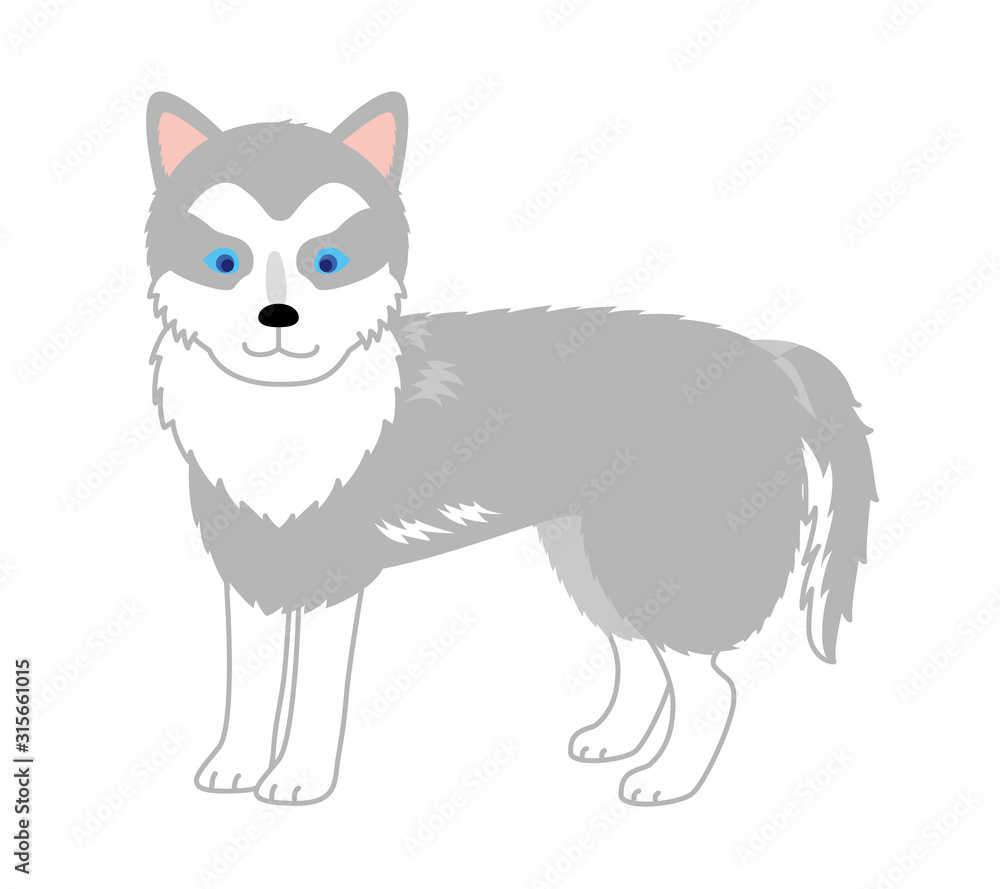 Obraz premium シベリアンハスキー 横向き 