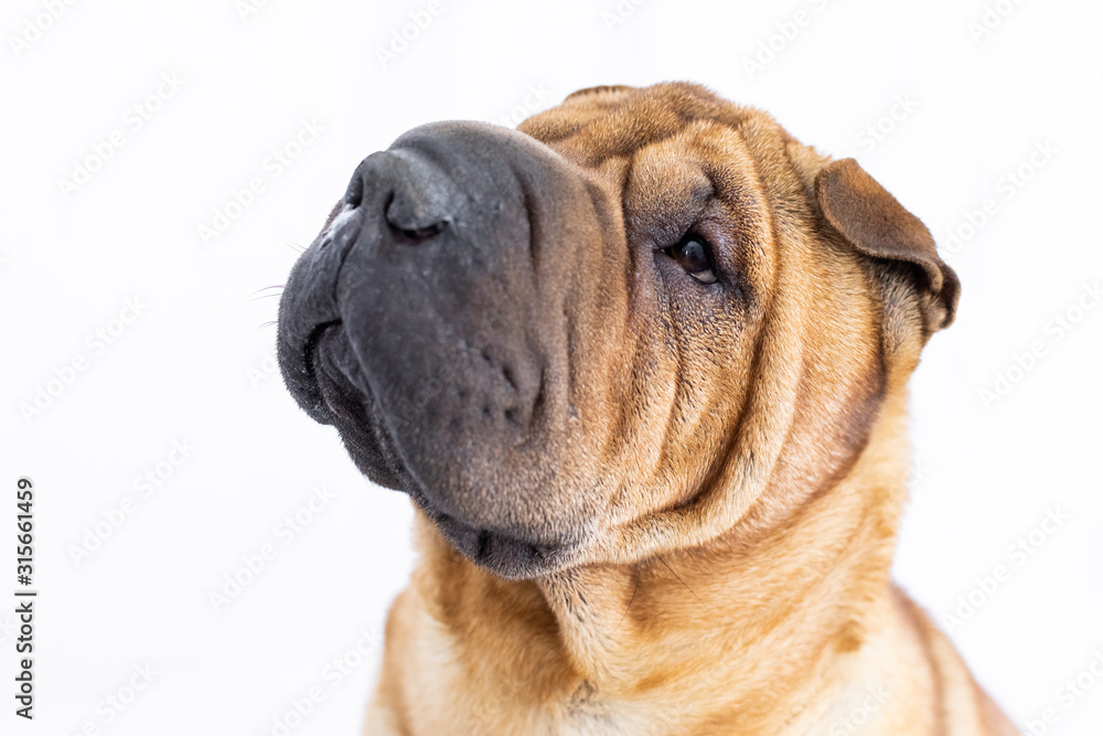 Portrait of a sharpei with a white background