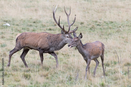 The mating season  portrait of Red deer male and female  Cervus elaphus 