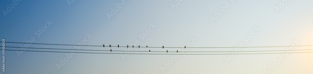 Group of swallows sitting on wires, blue sky in the background, For valentines day. Group of swallows sitting on wires, blue sky in the background, For valentines day.