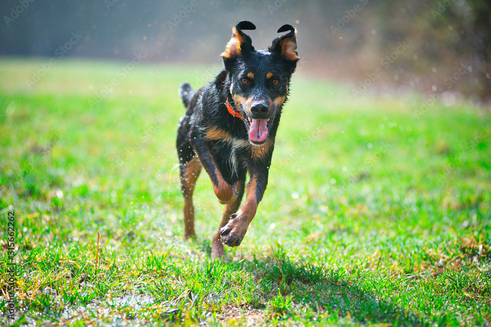 Black and tan dog is running in a grass field Black and tan dog is running in a grass field