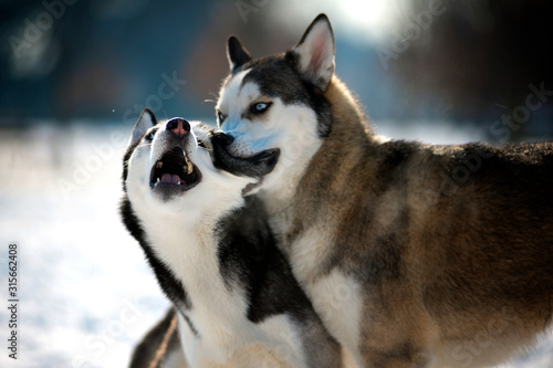 Two siberian huskies are playing fight in a winter scenery
