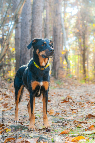 Black and tan dog is standing attentive in the woods