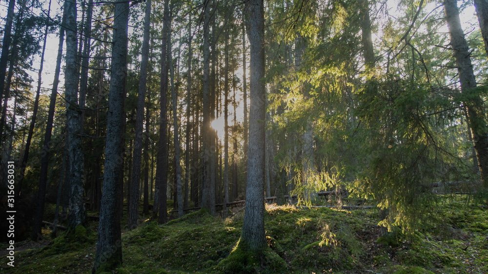 Obraz premium Sun forrest