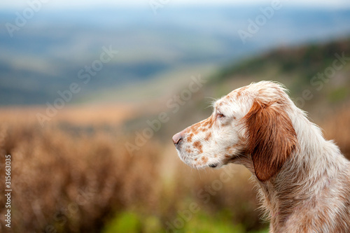 Foto Orange belton english setter profile with copy space