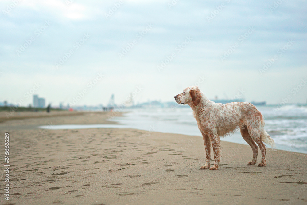 Orange belton english setter is standing on a beach near Livorno, Italy Orange belton english setter is standing on a beach near Livorno, Italy