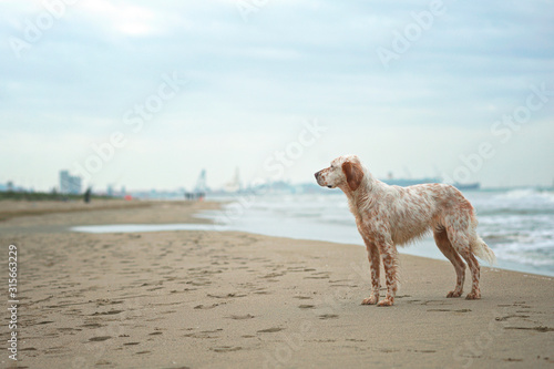 Orange belton english setter is standing on a beach near Livorno, Italy