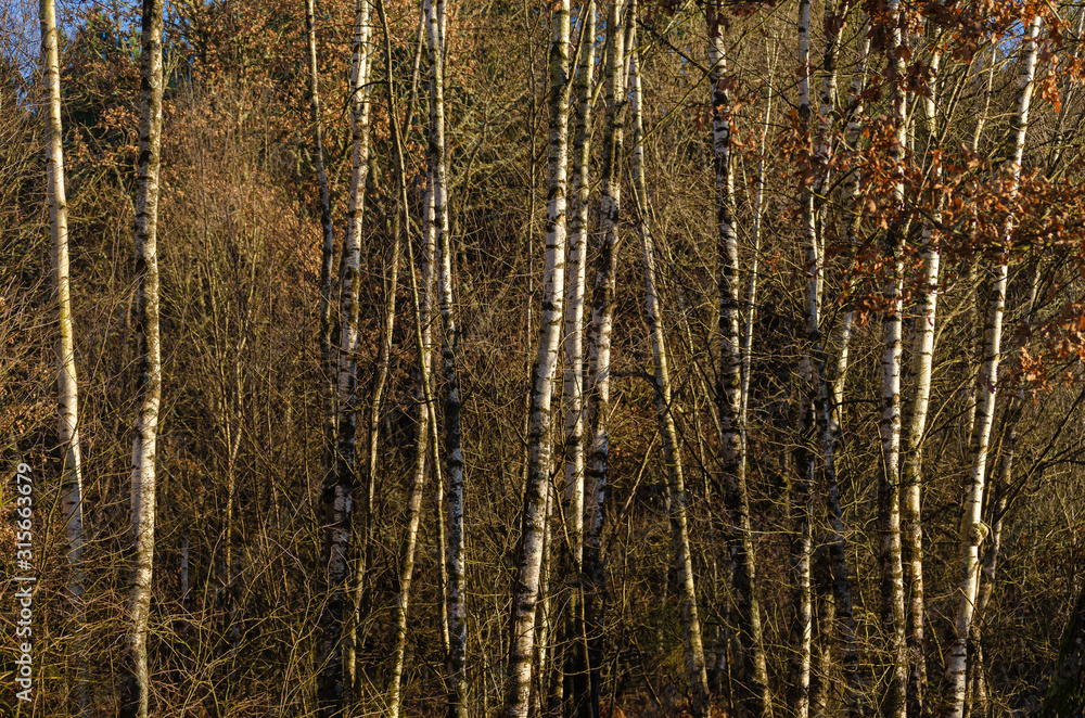 Birch forest in winter, Galicia. Spain. Birch forest in winter, Galicia. Spain.