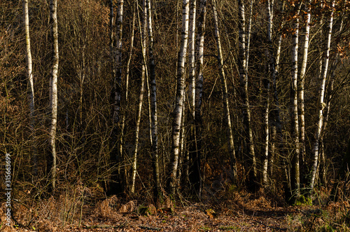 Fototapeta Naklejka Na Ścianę i Meble -  Birch forest in winter, Galicia. Spain.