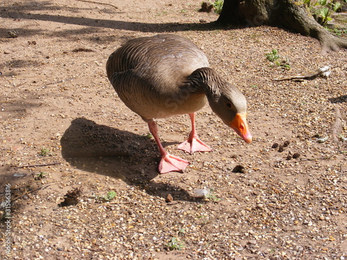 geese on land