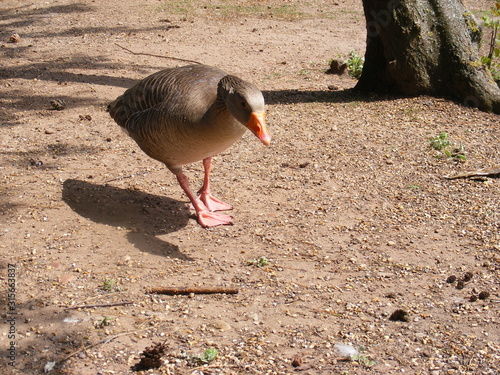 geese on land