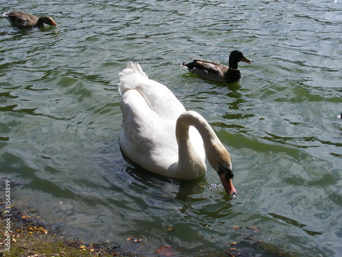 swan on the water