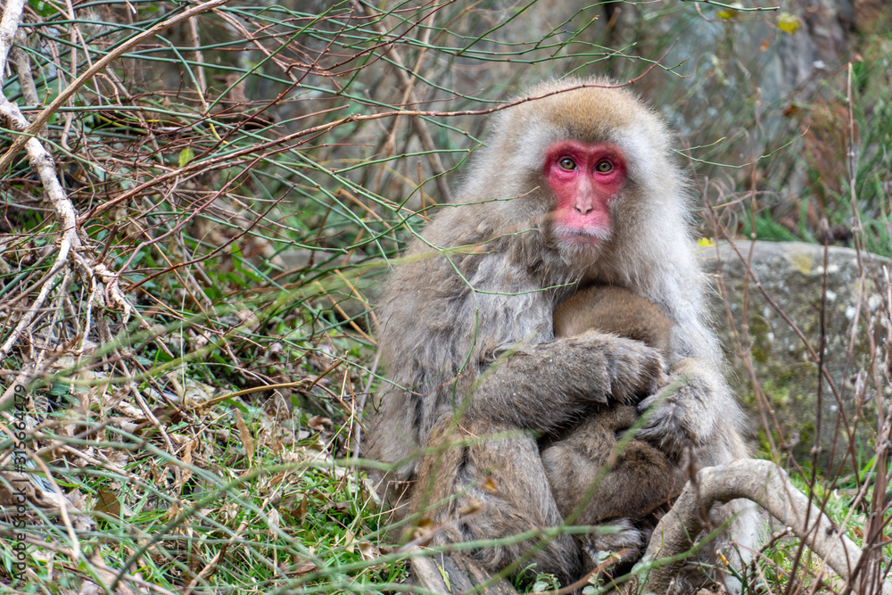 Naklejka premium The monkey Macaque mother hug its baby at Jigokudani Park, Yamanouchi, Nagano, Japan. Famous landmark to see wildlife.