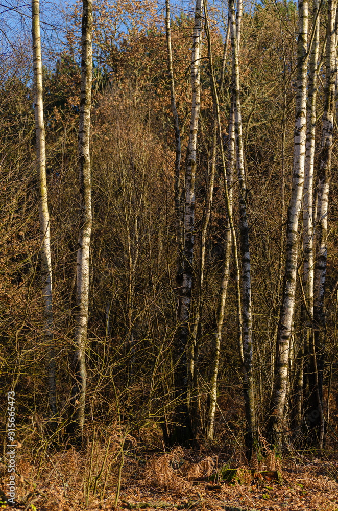 Fototapeta premium Birch forest in winter, Galicia. Spain.
