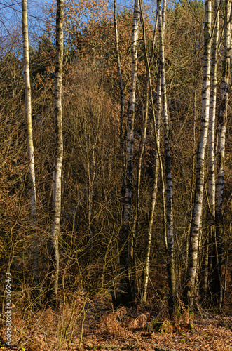 Birch forest in winter  Galicia. Spain.