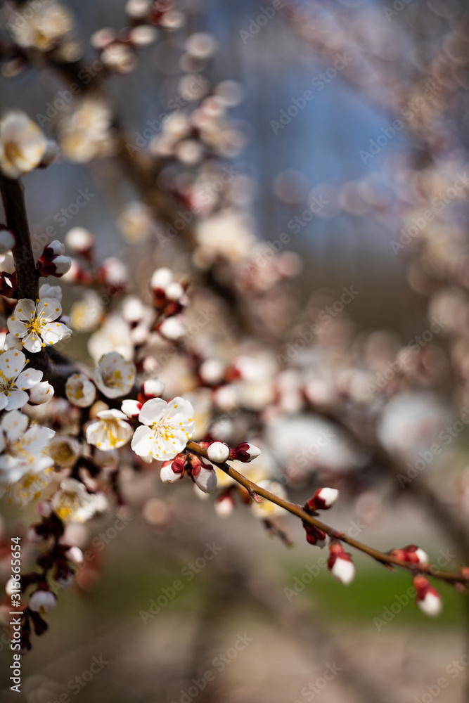 Cherry blossoms in spring. Beautiful bokeh in the background. Cherry blossoms in spring. Beautiful bokeh in the background.