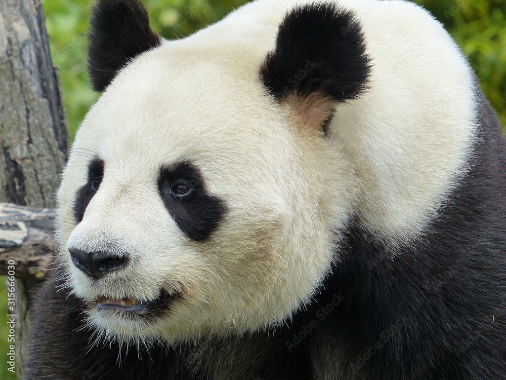 portrait de trois-quart d'un panda portrait de trois-quart d'un panda