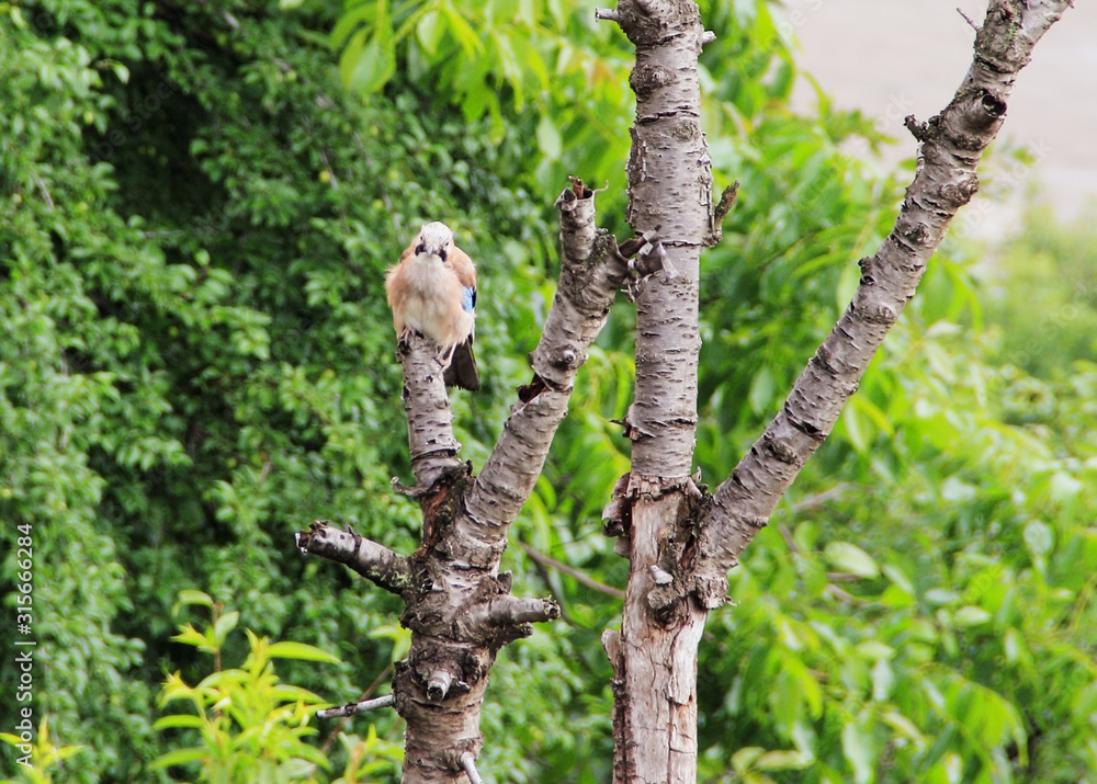 A bird standing on the dry tree  branch with green overgrowth in the background.