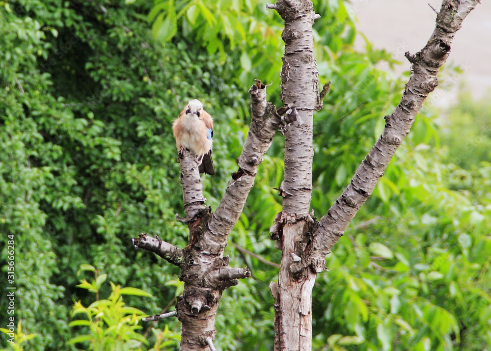 A bird standing on the dry tree branch with green overgrowth in the background. A bird standing on the dry tree branch with green overgrowth in the background.