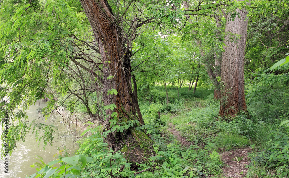 Trees with overgrowth by the riverbank. Trees with overgrowth by the riverbank.