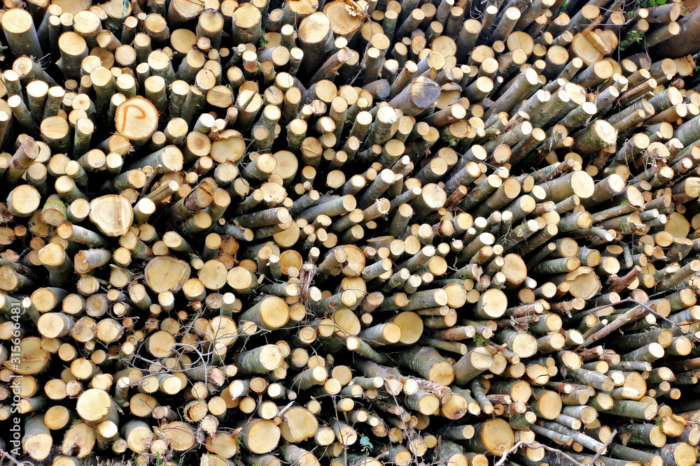 A large stack of thin coppiced tree logs A large stack of thin coppiced tree logs