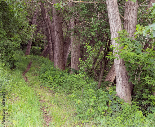 Obraz na plátně A view on the trees with overgrowth and the path along them.