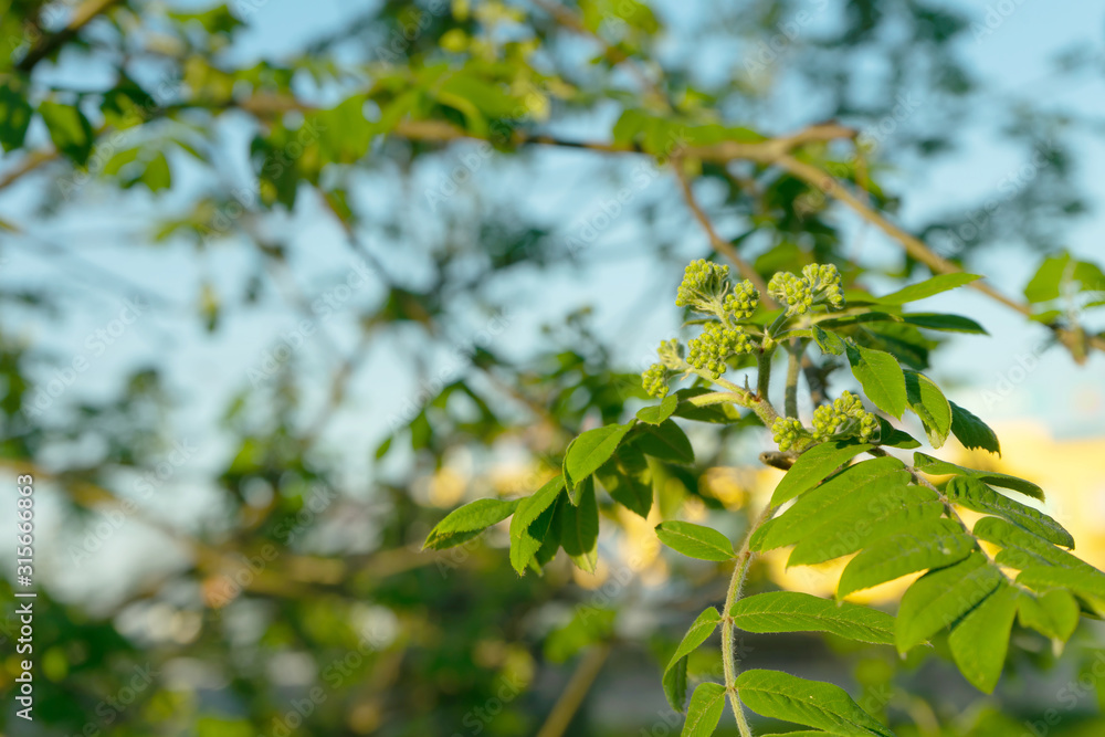 Nature easters background of the young spring leaves. Nature easters background of the young spring leaves.