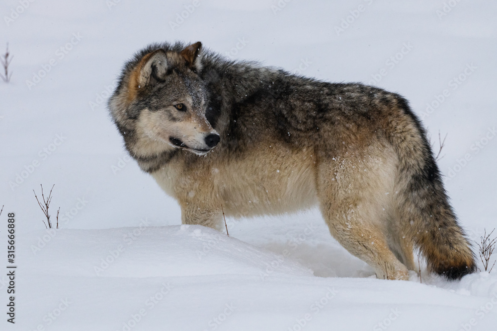 Obraz premium Timber Wolf on Road - Lamar Valley (Do I rejoin the pack or see if any of those two leggeds have any meat on their bones underneath that terrible looking winter coat they get this time of year?)