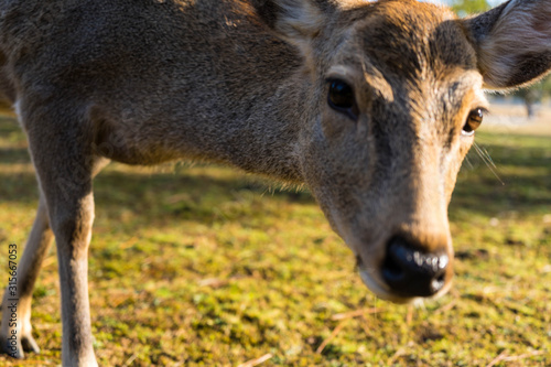 奈良の広大な公園で暮らす可愛いシカたち photo